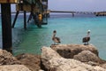 Pelican Caribbean Bird nature Bonaire island Caribbean Sea