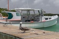 Pelican Caribbean Bird nature Bonaire island Caribbean Sea