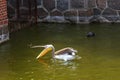 A pelican catches fish and a sea cat is watching him Royalty Free Stock Photo