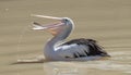 Pelican catching fish in Cooper creek. Royalty Free Stock Photo