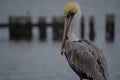 Pelican Checking Me Out Royalty Free Stock Photo