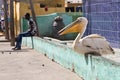 Pelican in the city ofSaint Louis, Senegal, Africa