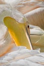 Pelican cleans feathers. Royalty Free Stock Photo