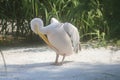 Pelican cleans feathers Royalty Free Stock Photo