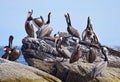 Pelican clony Corona Island, Loreto Baja California Mexico