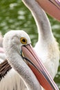 Pelican close shot, with feathers and beak details