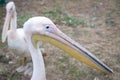 Pelican close-up in zoo.