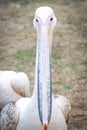 Pelican close-up in zoo. Gray color.