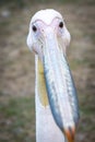 Pelican close-up in zoo. Gray color.