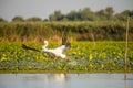 Pelican close up flying over water in Danube Delta Romanian wild life bird watching Royalty Free Stock Photo