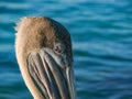 Pelican Close up of the head Royalty Free Stock Photo