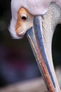 Pelican close up Royalty Free Stock Photo