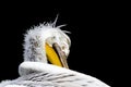 Pelican close-up on the head Royalty Free Stock Photo