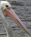 Pelican close up head pic emphasising the huge bill. Royalty Free Stock Photo