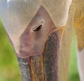 Pelican close-up portrait. Royalty Free Stock Photo