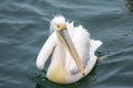 Pelican close-up portrait in the Walvisbay harbor in Namibia, on Royalty Free Stock Photo