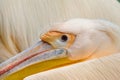 Pelican close up Royalty Free Stock Photo