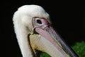 Pelican close-up