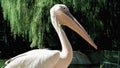 Pelican close-up, wildbird with long beak sitting still near lakeside, pelicans in conservancy area