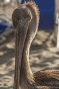 Pelican closeup in a beach in Ecuador