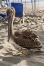 Pelican closeup in a beach