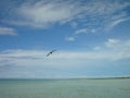 A Pelican on the Coast of Holbox, Mexico