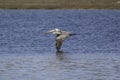 A Pelican coasting of the water