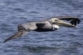 A Pelican coasting of the water