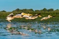 Pelican colony flying over water in Danube Delta Romania at sunrise