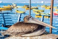 Pelican and Colorful Boats Royalty Free Stock Photo