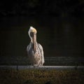 Pelican Combing his Feathers Royalty Free Stock Photo