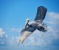 A pelican is constantly in search for another water-based meal