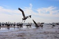 Pelican convention