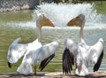 Pelican couple