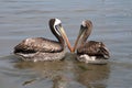 Pelican couple