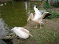 Pelican couple infront river in nature