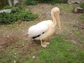 Pelican couple infront river in nature