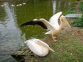 Pelican couple infront river in nature