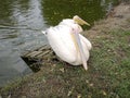 Pelican couple infront river in nature