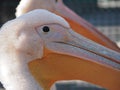 Pelican couple pink close-up