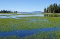 Pelican Creek, Yellowstone National Park Royalty Free Stock Photo