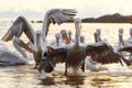 Pelikans in Kerkini Lake in northern Greece