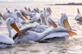 Pelikans in Kerkini Lake in northern Greece