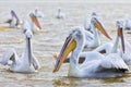 Pelikans in Kerkini Lake in northern Greece