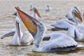 Pelikans in Kerkini Lake in northern Greece