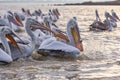 Pelikans in Kerkini Lake in northern Greece