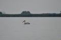 Pelican in the Danube Delta on the Devil\'s Lake. Royalty Free Stock Photo
