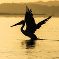 Pelican at dawn