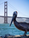 Pelican posing with Golden Gate Bridge Royalty Free Stock Photo