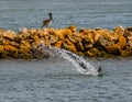 Pelican Dive Bombing Royalty Free Stock Photo